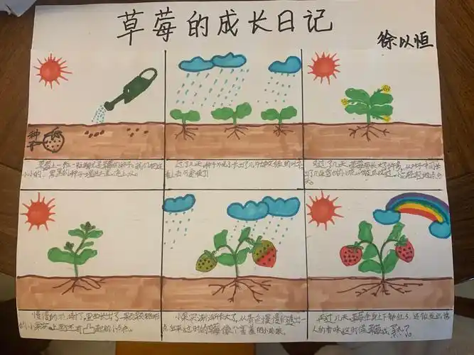 草莓成长记 写美篇时间过的好快,这回我们了解草莓的整个种植过程