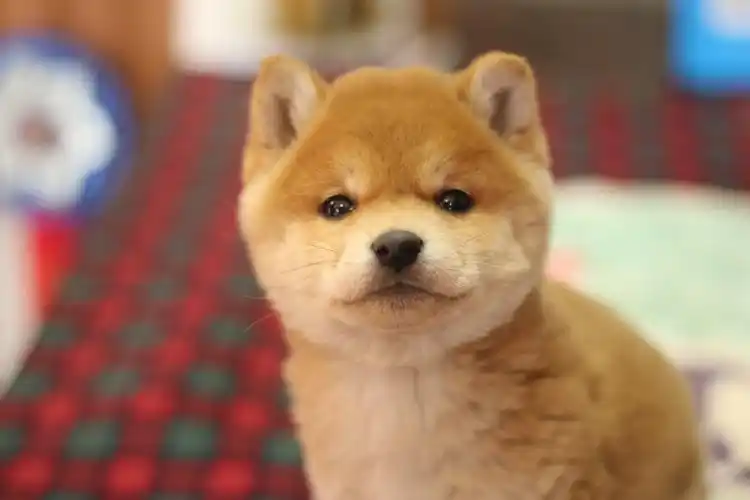 两只小柴犬都很可爱,我该怎么选择?别慌我来教你!