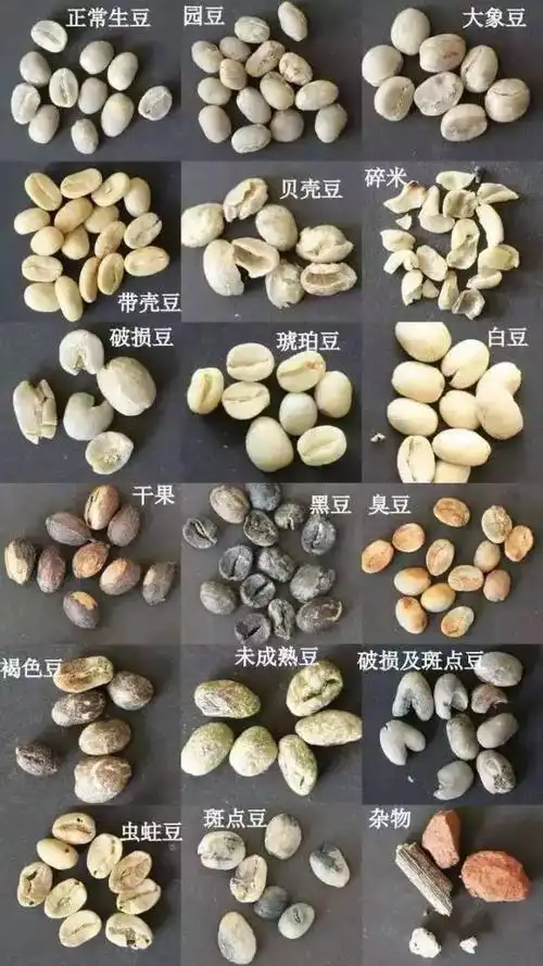 咖啡知识scaa瑕疵豆的说明