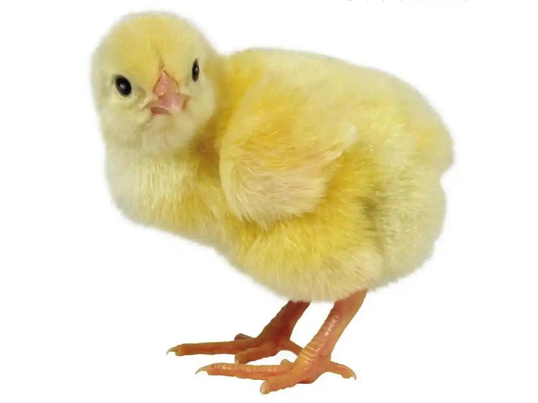 毛茸茸的小鸡桌面清晰背景图片(二)