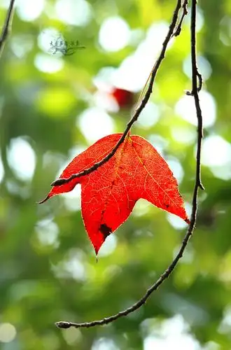 枫叶还具有神奇的药效,如果不小心被毛毛虫刺伤了,揉碎三角枫的叶子擦