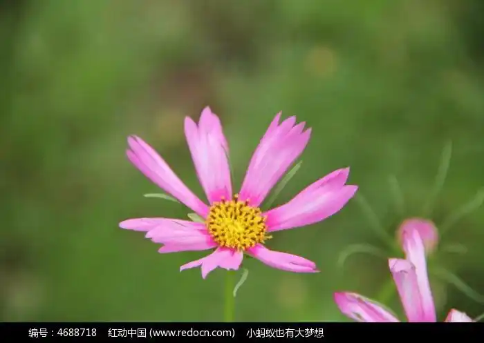 粉色小花