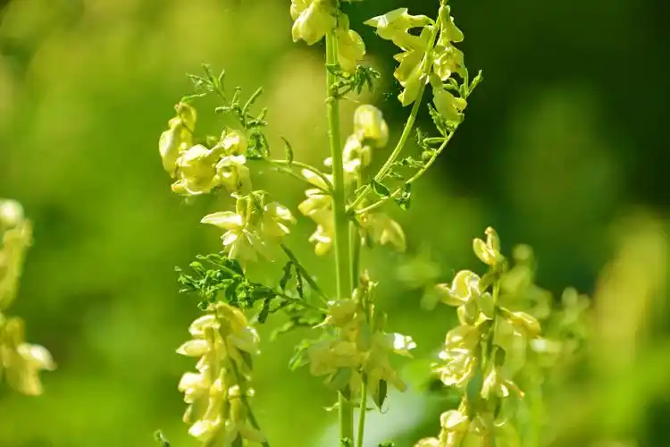 野生黄芪花,原创拍摄