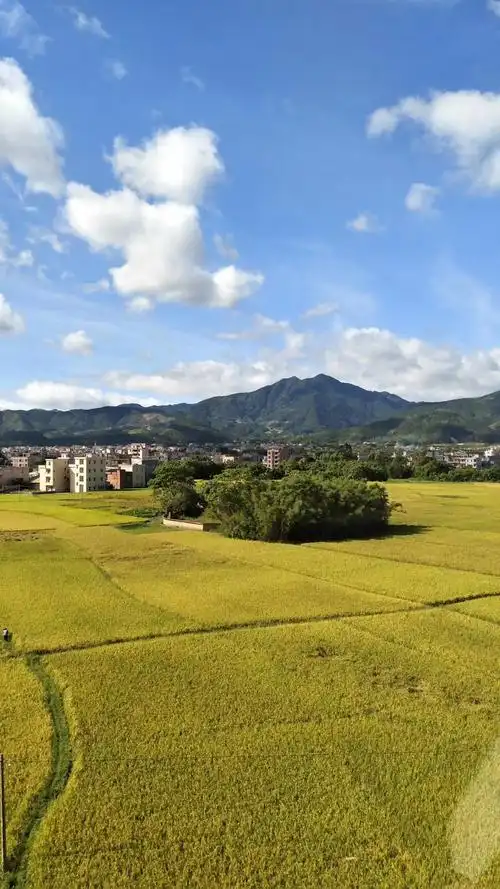 阳光灿烂下的金色田野.罗定县酱油大晒场,最高山峰当地称为风水山