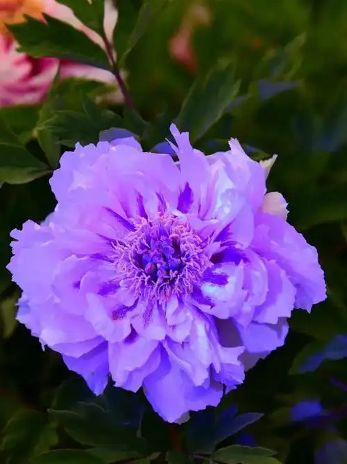 分享图片,一组美到极致的牡丹花