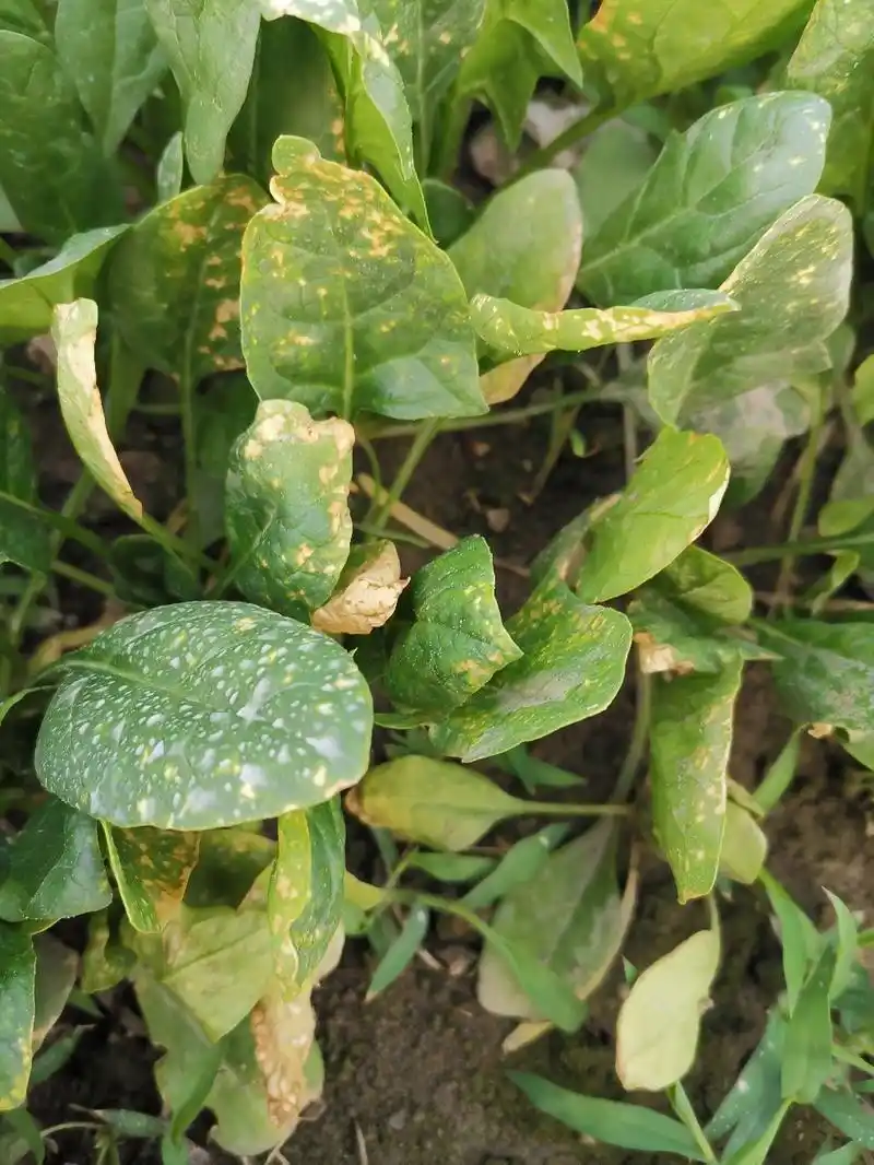 您好我想咨询下种植的菠菜为什么会有这个情况叶子出现黄边并有黄色