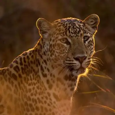 金钱豹霸气头像图片大全_动物头像_头像屋