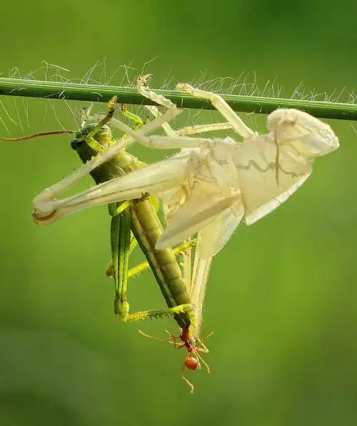 【你和我的倾城时光】 蝗虫and蜜蜂 1707韦宣宇