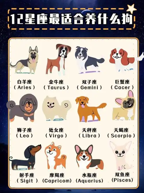 十二星座最适合养什么狗63你养对了么