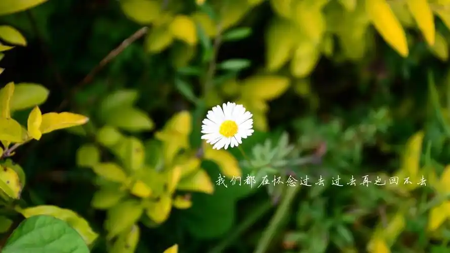 文字唯美花卉雏菊文字控壁纸