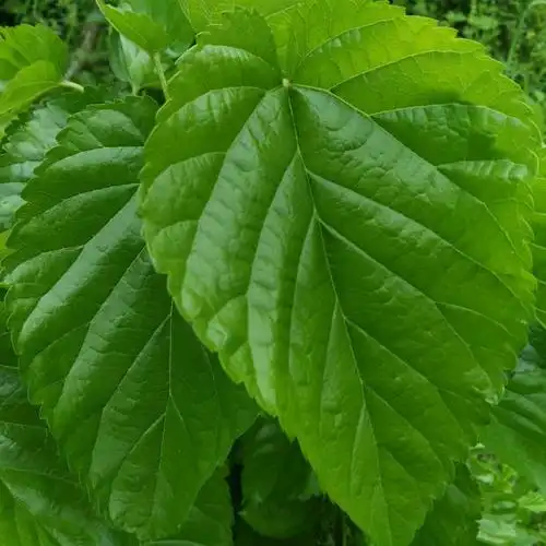 桑树叶(桑树叶子的作用与功效)