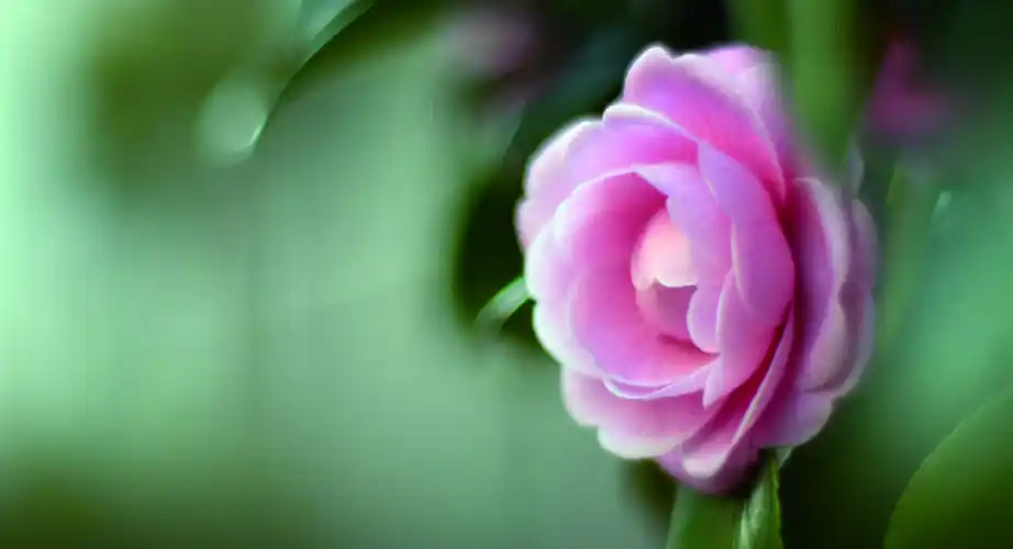 唯美淡雅意境花卉写真