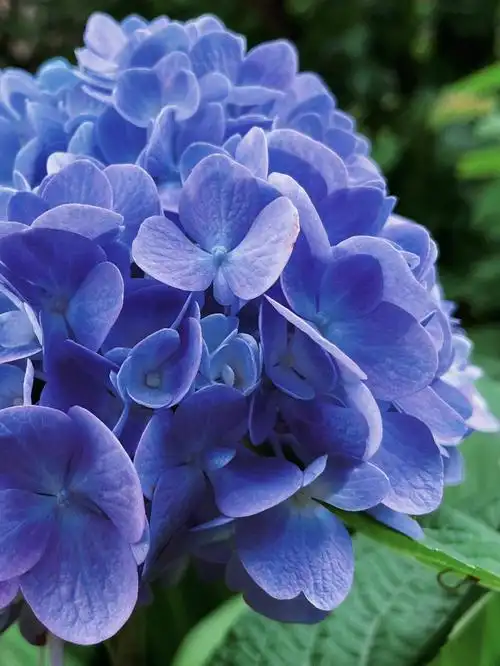 无尽夏·绣球花