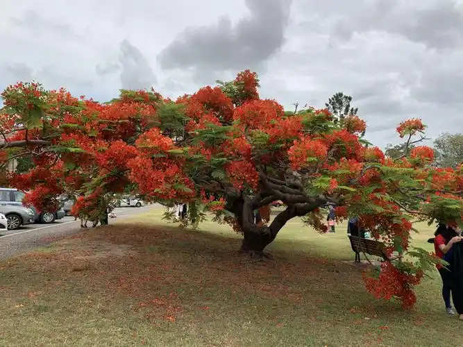 这棵树是学校最受欢迎最漂亮的凤凰树,人称幸运树