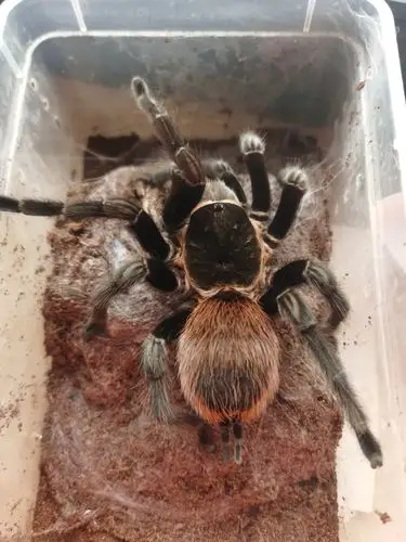 家养大蜘蛛一枚