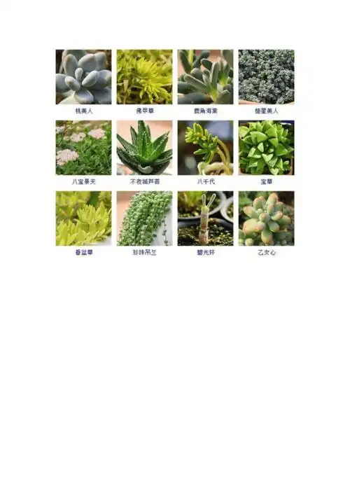 常见144种多肉植物品种名称及图鉴doc