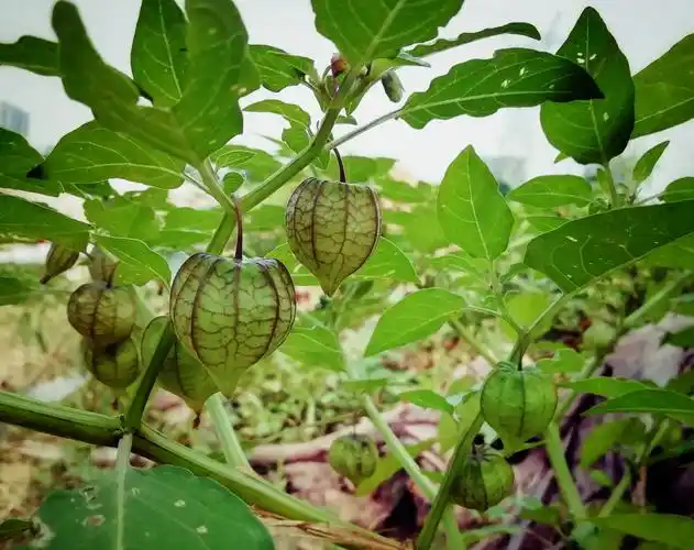 有趣的野生姑娘果