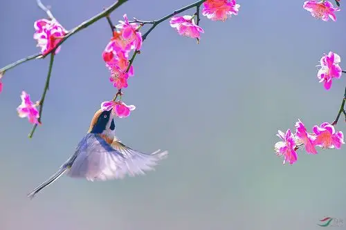 清风明日鸟语花香