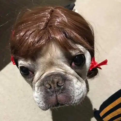 狗头巴哥饰品狗狗假发雪纳包邮纳瑞法斗其它服饰配件