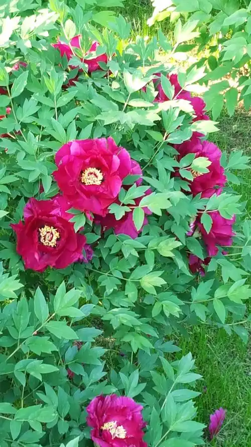 20长春牡丹园的牡丹花争先开放,花期如约而至,雨中赏花更加清亮美丽!