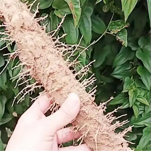 河北小白嘴山药 铁棍山药垆土高秧新鲜现挖麻山药1斤3斤5斤装香津驿站