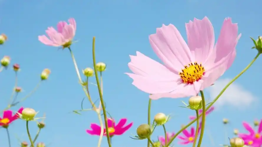 1格桑花图片大全大图,高清图片,壁纸,花卉-桌面城市