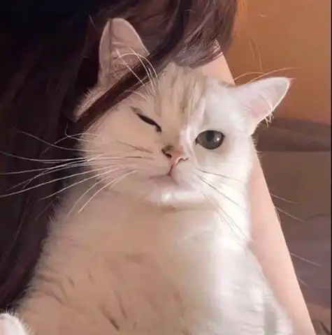 微信女生头像抱着猫 女生头像图片大全 -【爱个性】