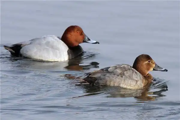 观赏鸭品种图片大全#哪里有卖观赏鸭的观赏鸭养殖
