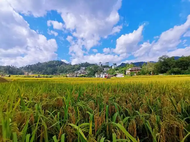 乡村稻田金黄的稻田稻穗