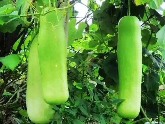 吃了苦味夜开花而导严重腹泻的病人,    "夜开花也叫瓠瓜,    但