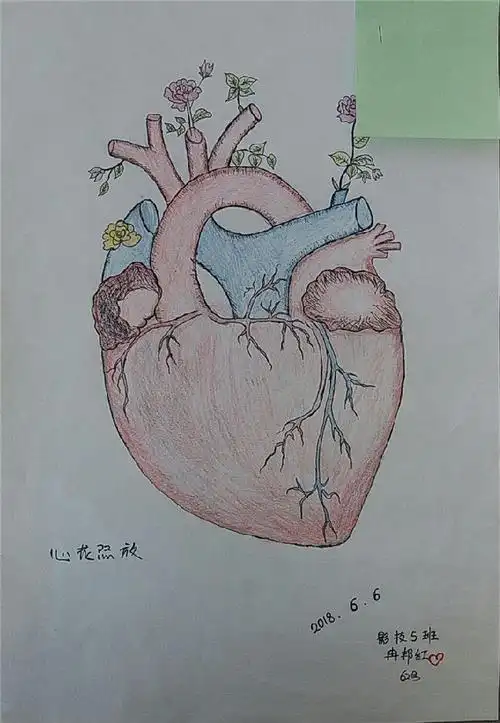 第一届影像解剖绘图大赛获奖名单本次竞赛参赛作品多,质量较好,反映了