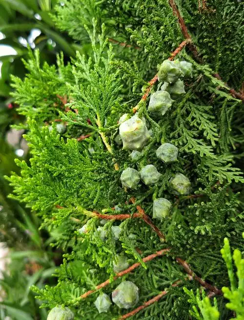 侧柏是柏科侧柏属常绿乔木.树冠广卵形,小枝扁平,排列成1个平面.叶小,