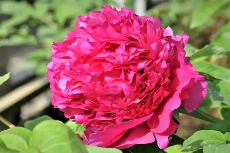 中国十大名花和其它花卉欣赏.