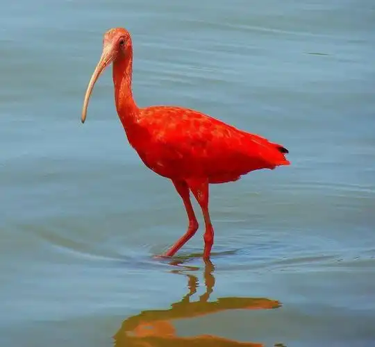 物种图册美洲红鹮