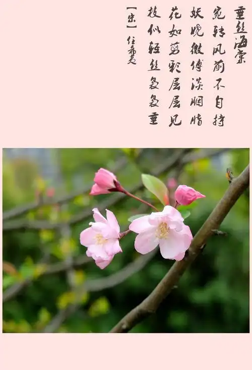 有关海棠花并带海棠花诗的手抄报 古诗的手抄报