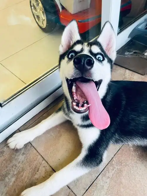 嗯难道还会有人不爱这只大舌头修狗吗