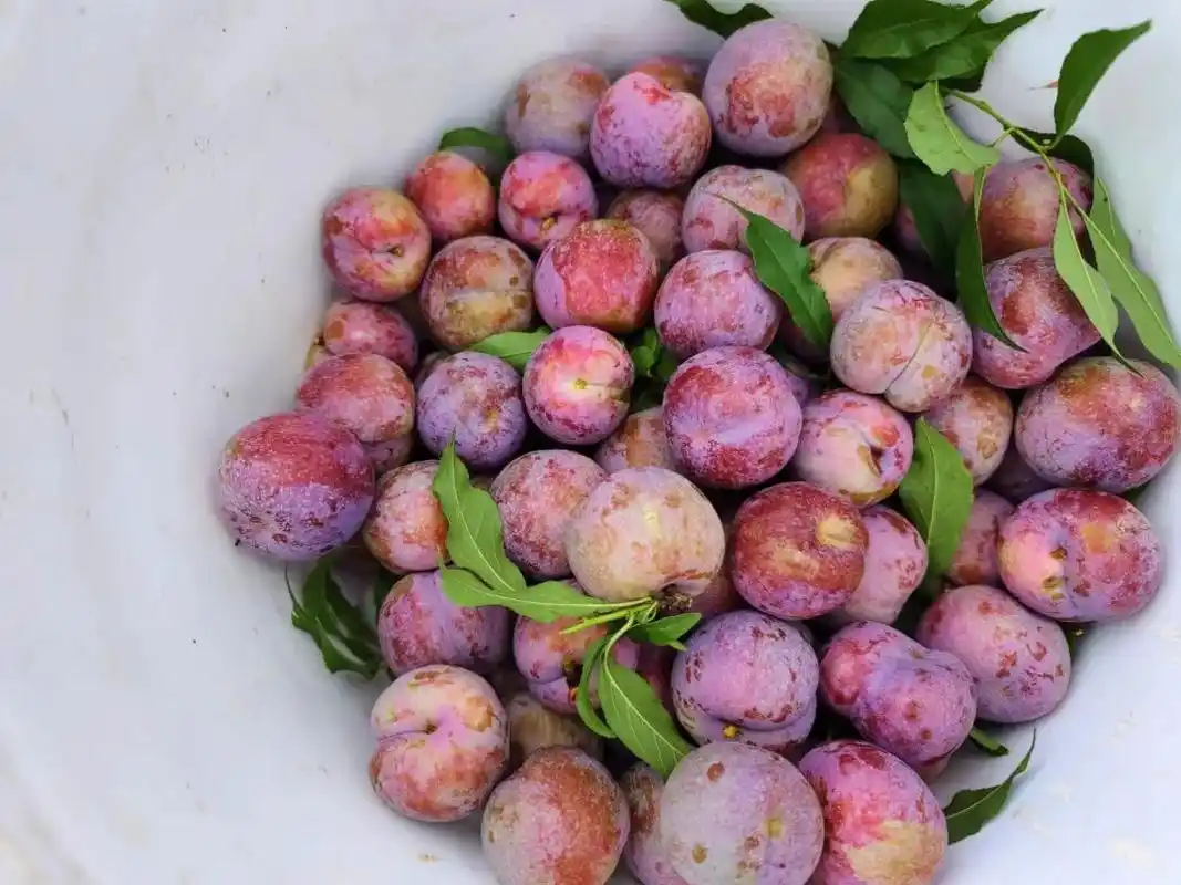 披上了洁白婚纱武宣三里胭脂李释放唯美诱惑