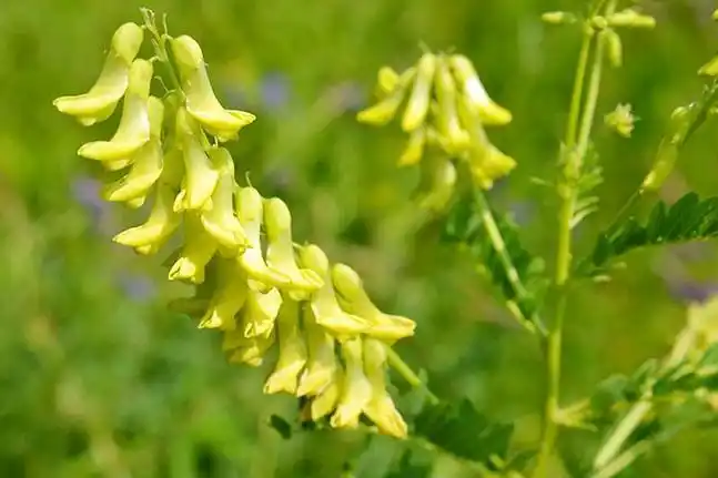 黄芪花的功效与作用有哪些