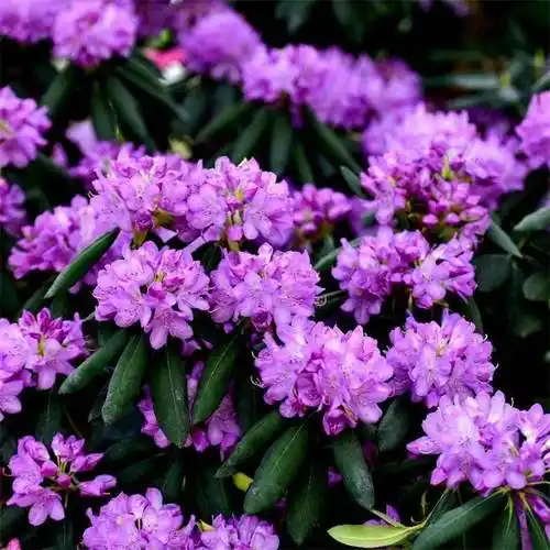 杜鹃花基地批发高山杜鹃园林盆景庭院景观树盆景杜鹃品种繁多常绿杜鹃