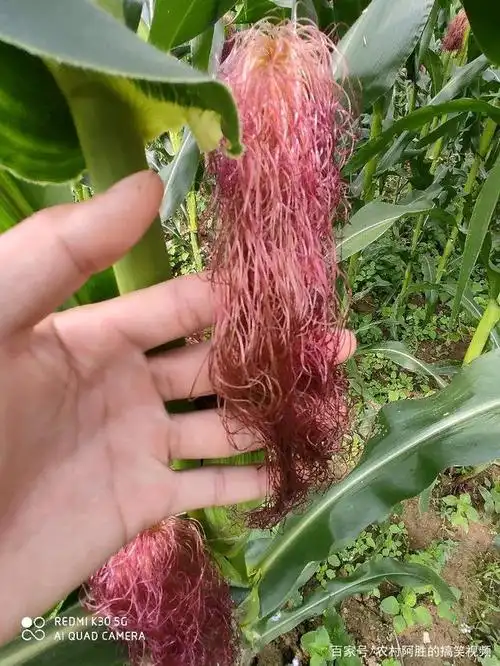 玉米长出胡子了