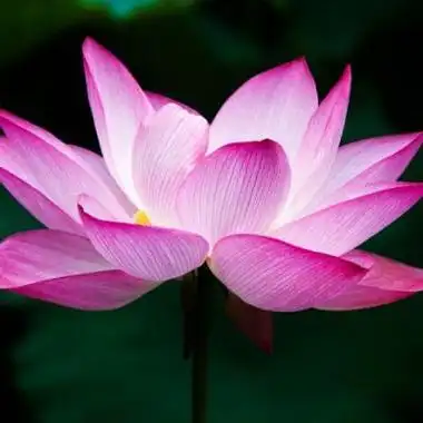 最美的荷花头像