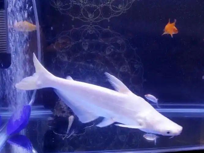 我的白化汗鲨7天都没吃一口东西,水温环境都很好怎么回事._百度知道