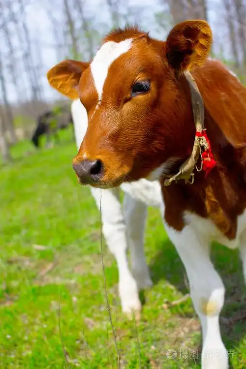 在自然中的年轻小牛