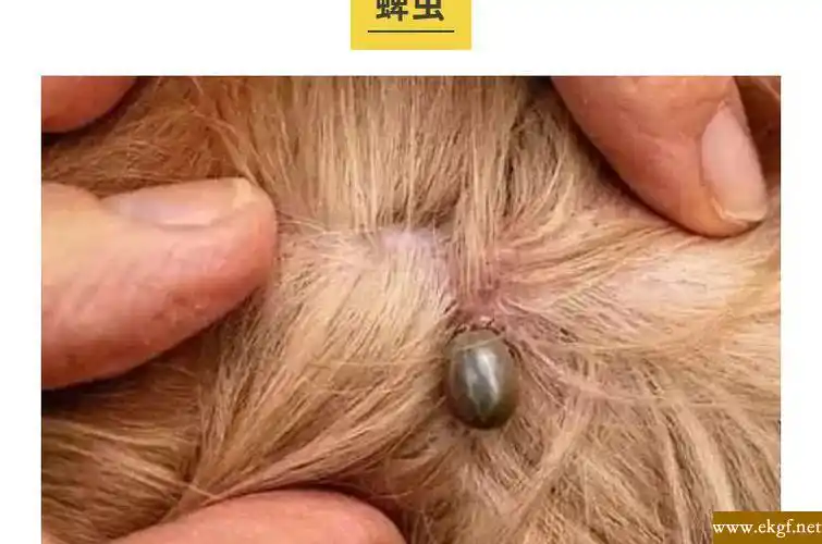 狗身上有跳蚤怎么办