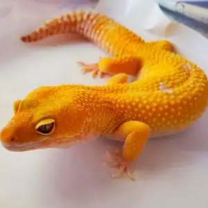 00cqjh321000淘宝新手超好养豹纹守宫苗子川普白化橘子柠檬霜黑夜