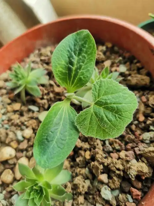 记录一颗南瓜的生长过程