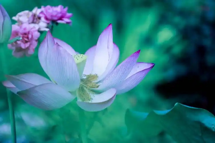 唯美了整个夏天