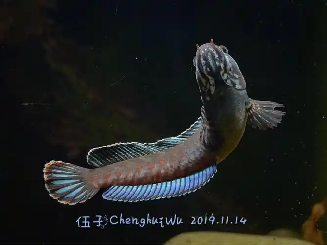 已出有缘人出阿萨姆奶茶蓝帆七彩雷龙鱼单母