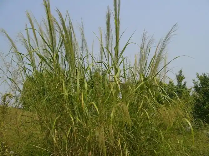 重回中东小记 - 莎莎 - 莎莎の涂鸦