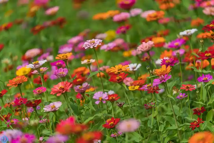 宛山荡湿地的波斯菊,那才叫花海
